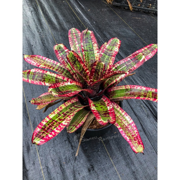 漫活雨林 Neoregelia Black Opal 少見/五彩積水鳳梨/積水鳳梨/雨林植物/觀葉植物