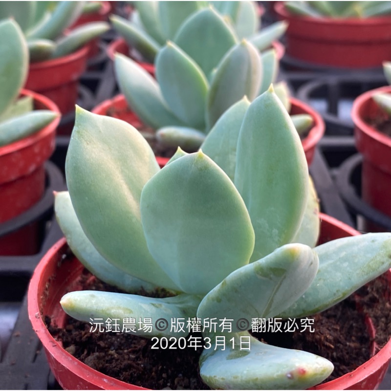 沅鈺農場多肉植物青心美人 蝦皮購物