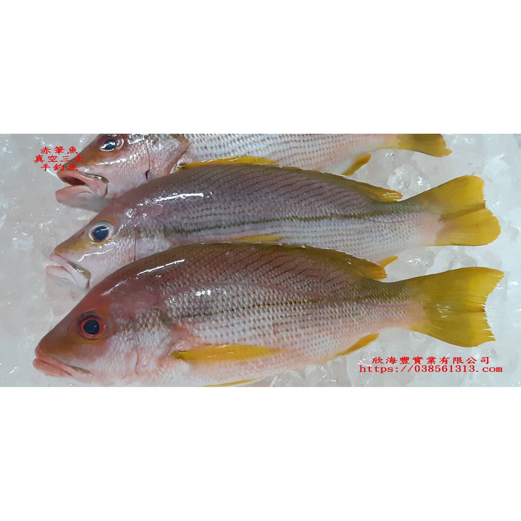 海鮮7 11 野生赤筆仔魚殺清1斤1 1斤3 隻肉質細緻 口感鮮甜 每隻400元 蝦皮購物