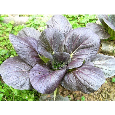 【野菜部屋~】F22 紫色青江菜種子0.42公克 , 新品種 , 質嫩 , 品質佳 , 每包16元~