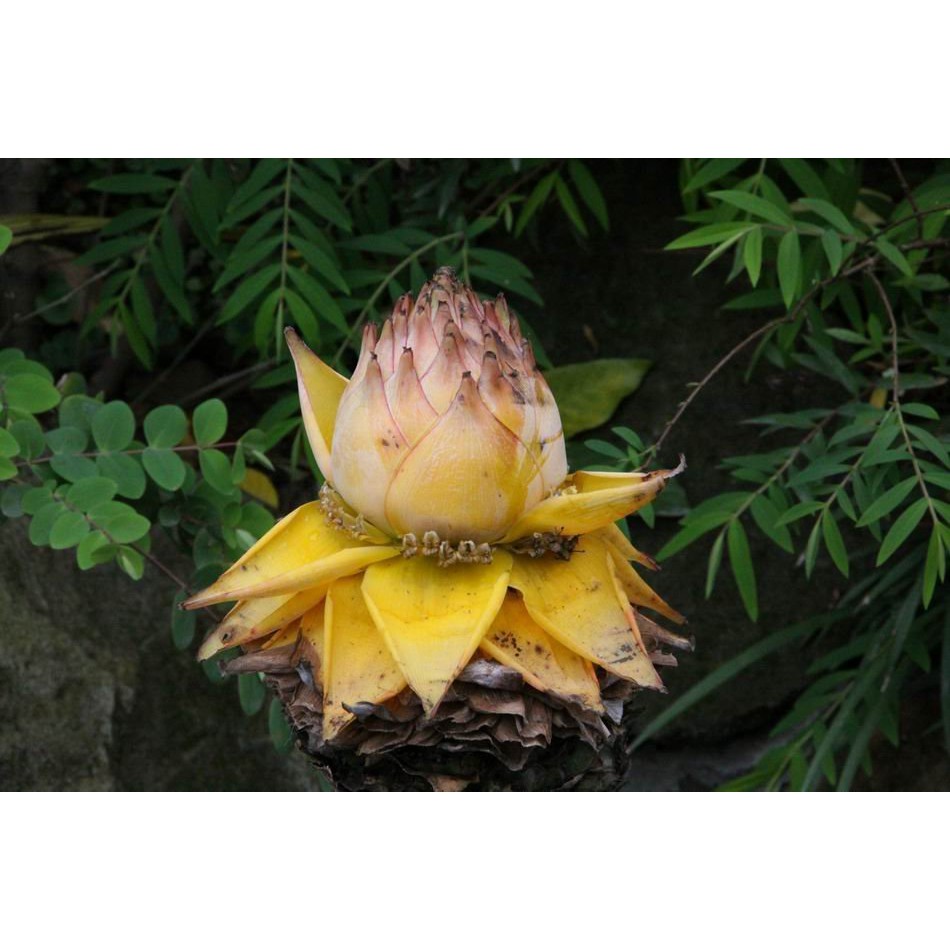 慕花坊地湧金蓮 蝦皮購物