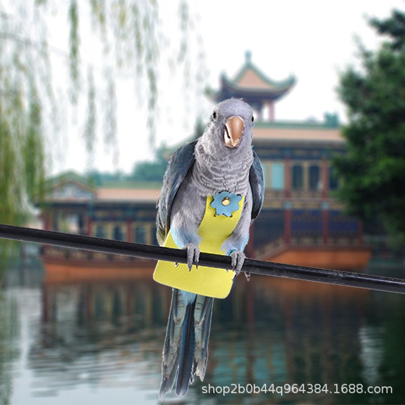 鳥寶必備韓國超柔皮鸚鵡衣服鸚鵡飛行衣鸚鵡尿布鳥衣服鳥尿布鸚鵡屎兜鳥飛行衣鴿子虎皮牡丹玄鳳衣服 蝦皮購物