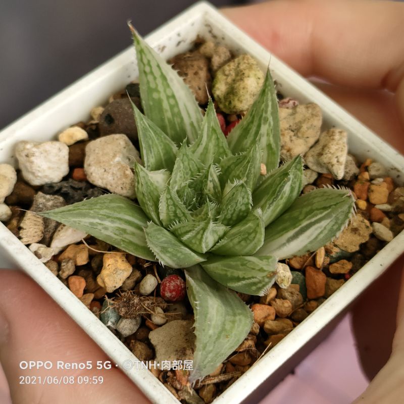多肉植物壽錦 Ptt Dcard討論與高評價網拍商品 21年11月 飛比價格