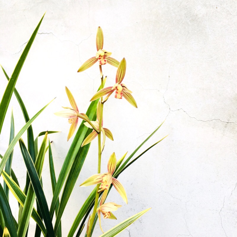 七分田雨季國蘭四季蘭 彩虹 蝦皮購物