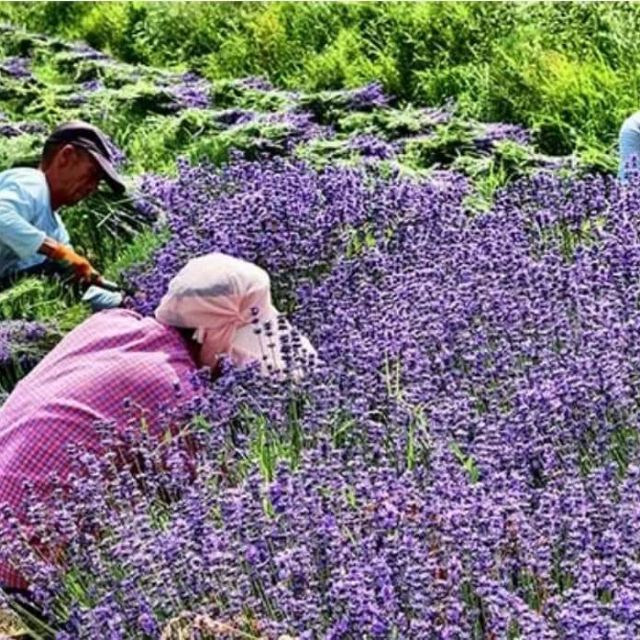 天然新疆英國藍薰衣草乾燥花粒香包