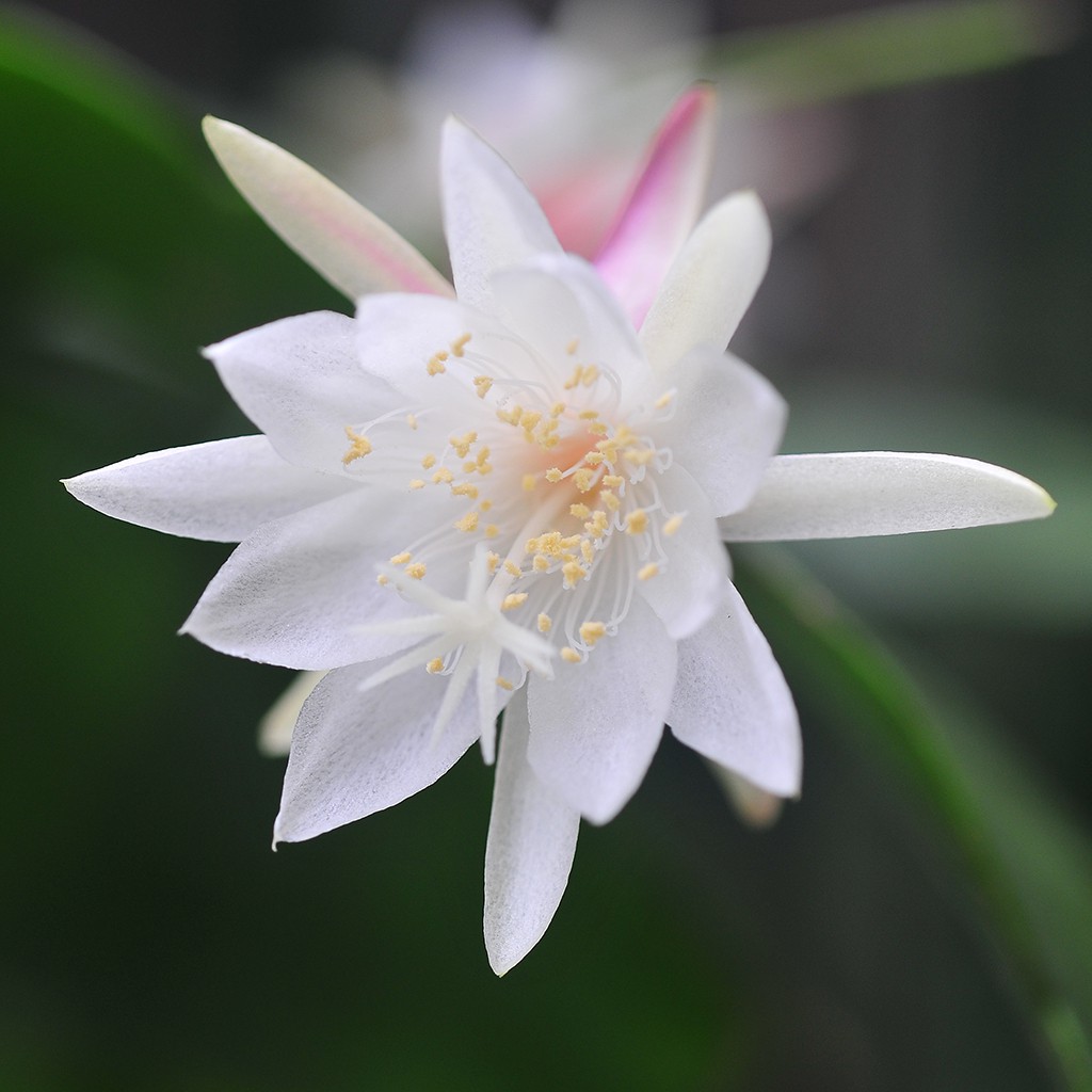 姬曇花莖葉 1份5片 每片長20公分以上 Epiphyllum Pumilum [飛訊庭園]