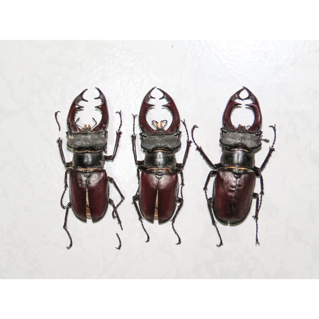 Lucanus Cervus Cervus 歐深 歐洲深山 Lcc 俄羅斯 乾貨 標本 鍬形蟲 クワガタ 蝦皮購物