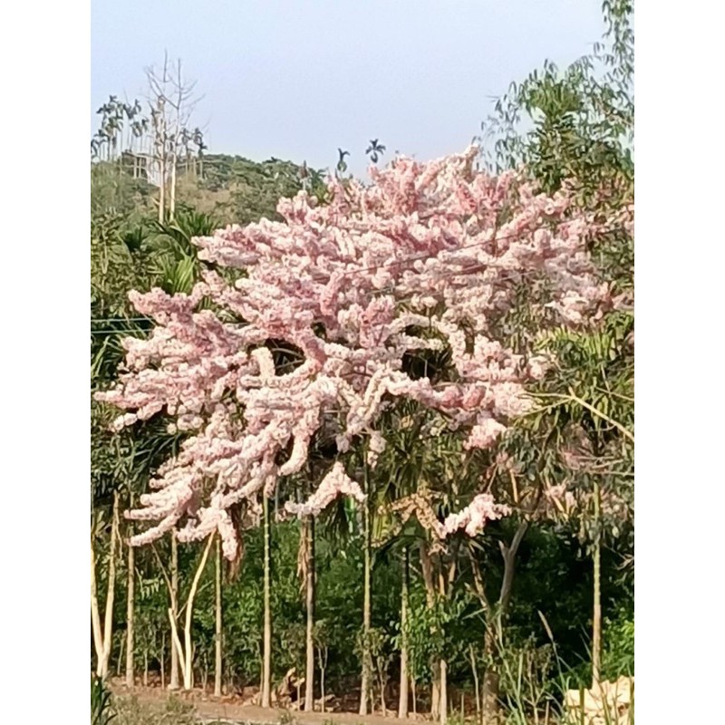 卉迎園藝  花旗木實生苗 高度40公分/觀賞植物/新興果樹