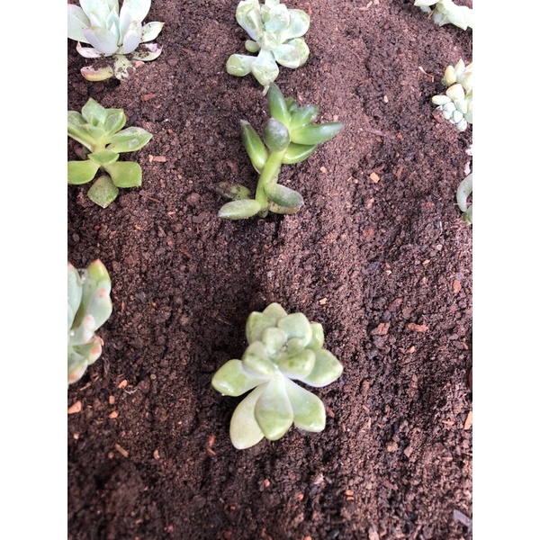 三木盆蚯蚓糞龜背芋水芋琴葉榕觀葉植物土質改善多肉植物長效慢肥不燒根 蝦皮購物