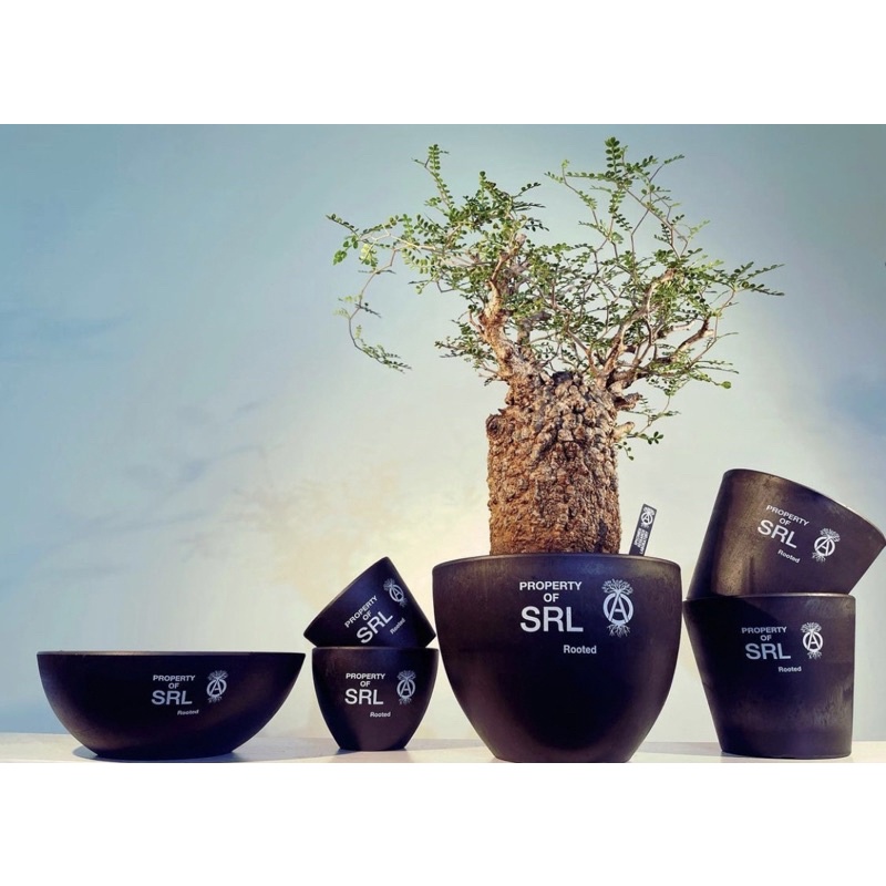 2021SS NEIGHBORHOOD SRL.ROUND-L/P-PLANT POT 塊根 象足漆樹 盆栽