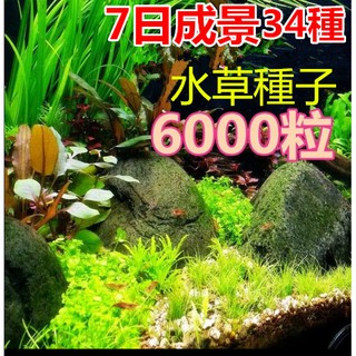 白太陽 稀有水草水上葉出貨 蝦皮購物