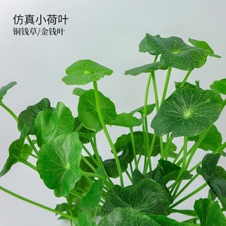 摩登時尚一派 模擬小植物 小荷花荷葉銅錢草金錢葉浮萍 模擬小綠植假花草小盆栽