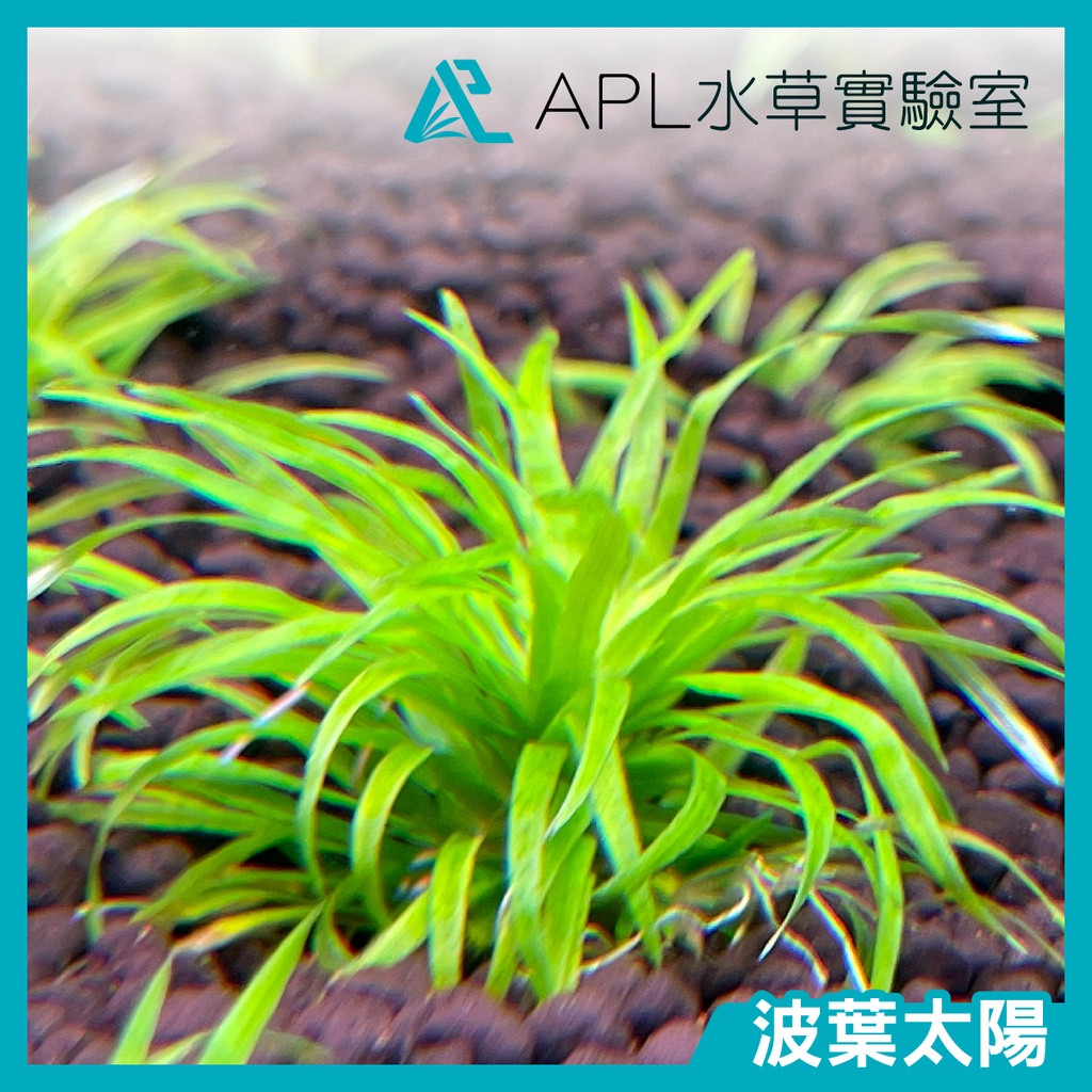 Apl水草實驗室 波葉太陽前景草太陽草陽性草 蝦皮購物
