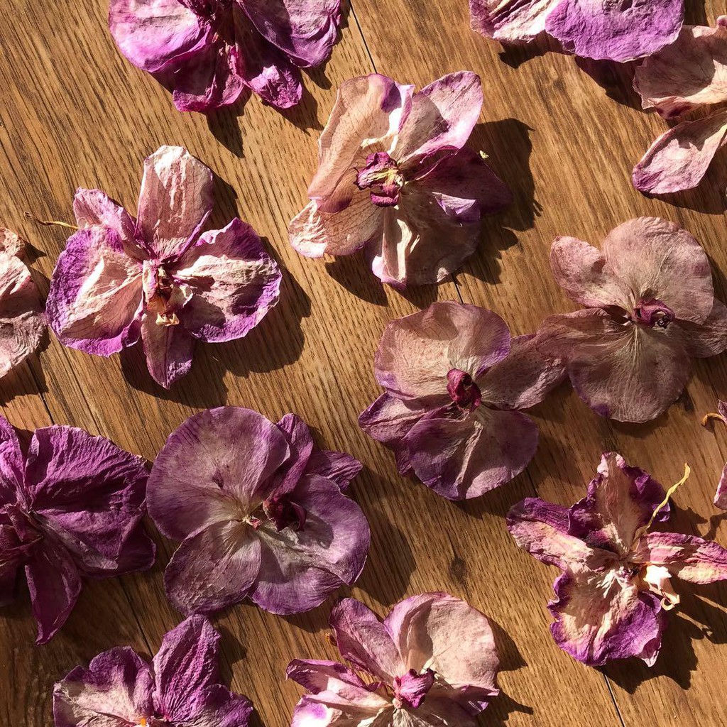 紫色蘭花 自製乾燥花新鮮花材乾燥新鮮花材乾燥 蝦皮購物