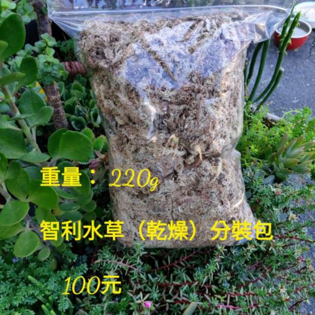 Zhen小舖 智利乾燥水苔 乾水草 2g 多肉花圈蘭花毬蘭鹿角蕨 蝦皮購物