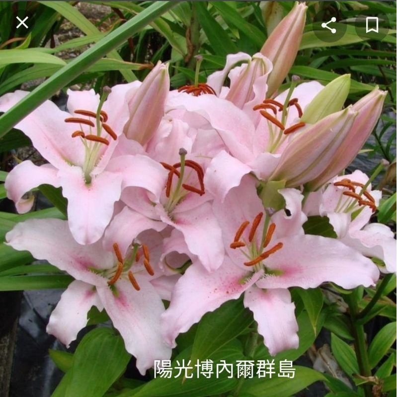 百合球根的價格推薦 21年11月 比價比個夠biggo
