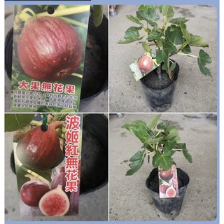 霏霏園藝 波姬紅/大果無花果，定價140元