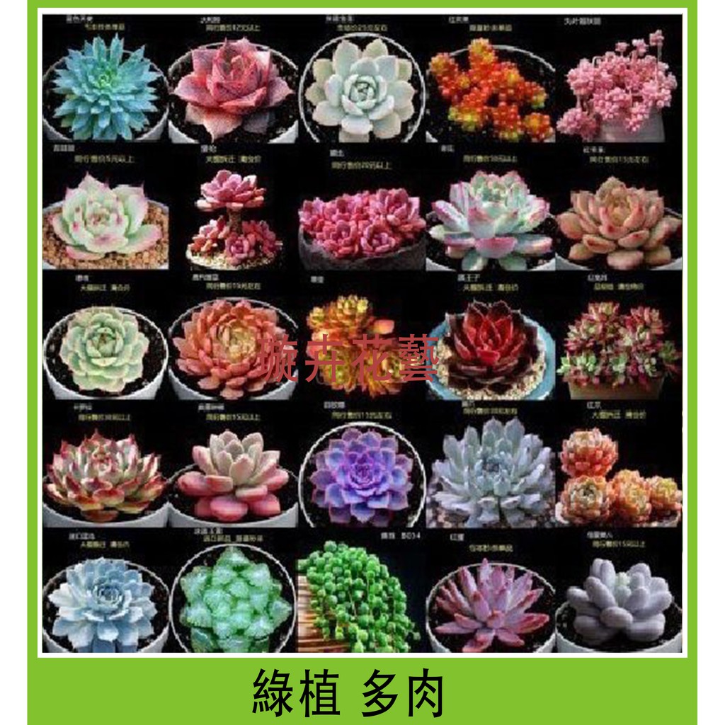本地貨園藝種子盆栽種子多肉植物種子景天科多肉種子碧光環小兔子生石花屁屁花光棍樹佛珠多肉 蝦皮購物