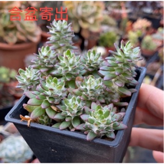 紅瓦仙肉屋月光兔 多肉植物 景天 一物一拍編號 18 蝦皮購物
