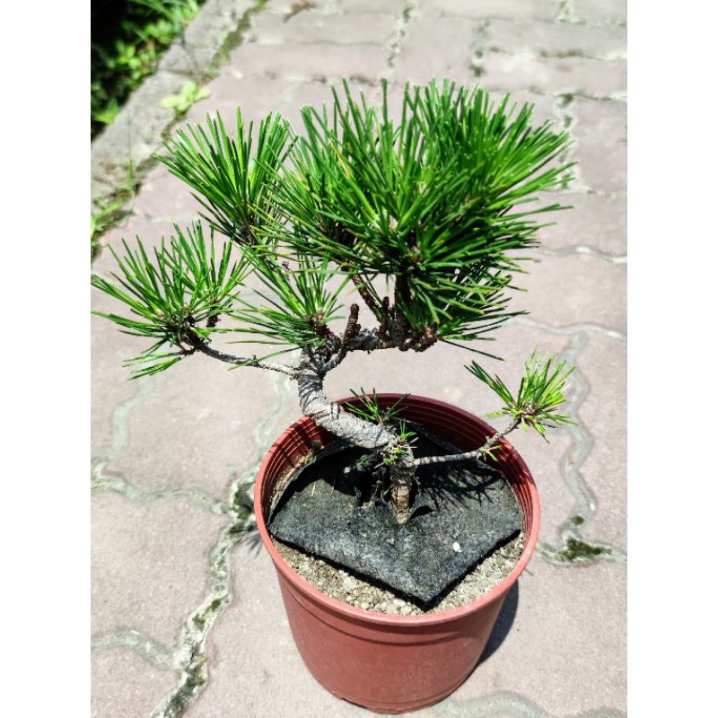 造型日本黑松盆栽5吋盆小品盆栽常綠喬木綠化植物觀葉植物 蝦皮購物