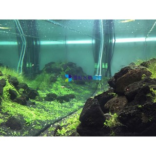 石苔 優惠推薦 22年2月 蝦皮購物台灣