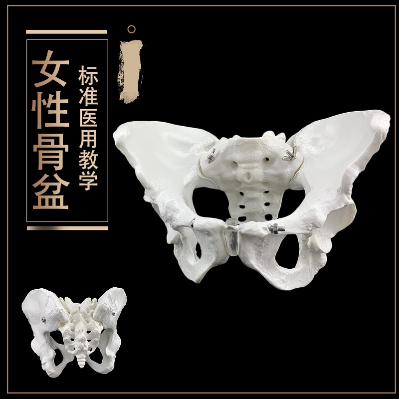 “模型現貨”助產示教模型 骨盆模型帶胎兒頭顱骨模型 女性盆底肌女性骨盆.K8