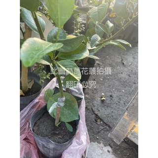 ☆萬花叢★水果苗【扁實檸檬(嫁接苗)】★4吋黑軟盆★25-50cm☆