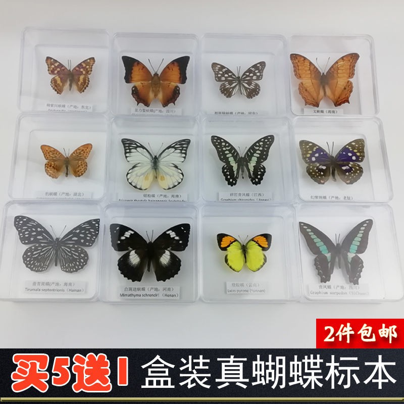 昆蟲標本盒的價格推薦第10 頁 21年7月 比價比個夠biggo
