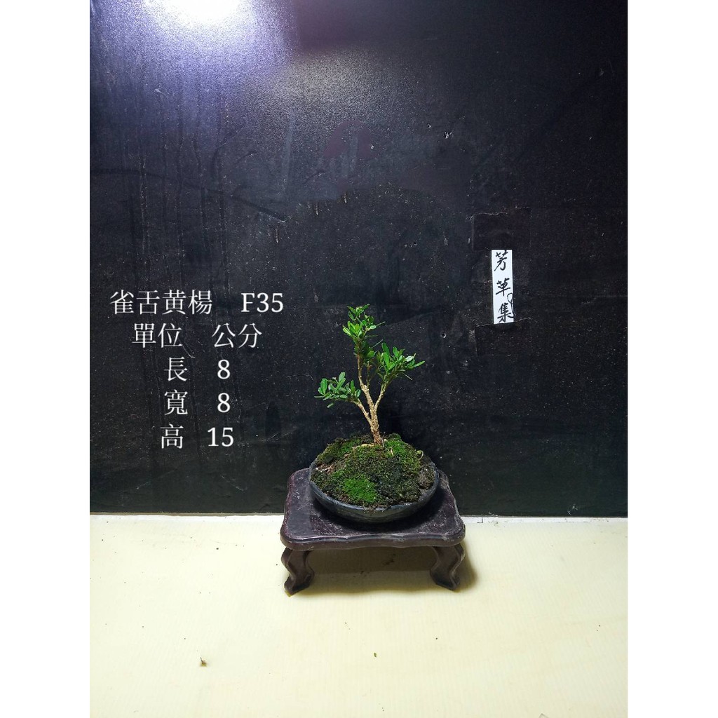 芳草集雀舌黃楊 金柳 F35 小型盆栽 蝦皮購物