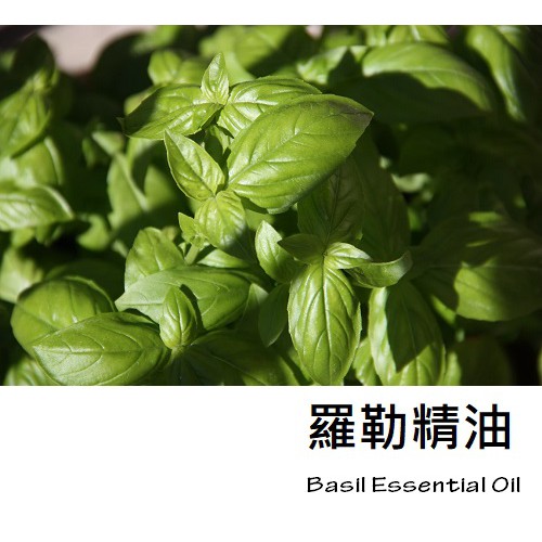 【ls】羅勒精油(BASIL) 似九層塔的味道