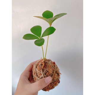 幸運植物 優惠推薦 21年7月 蝦皮購物台灣