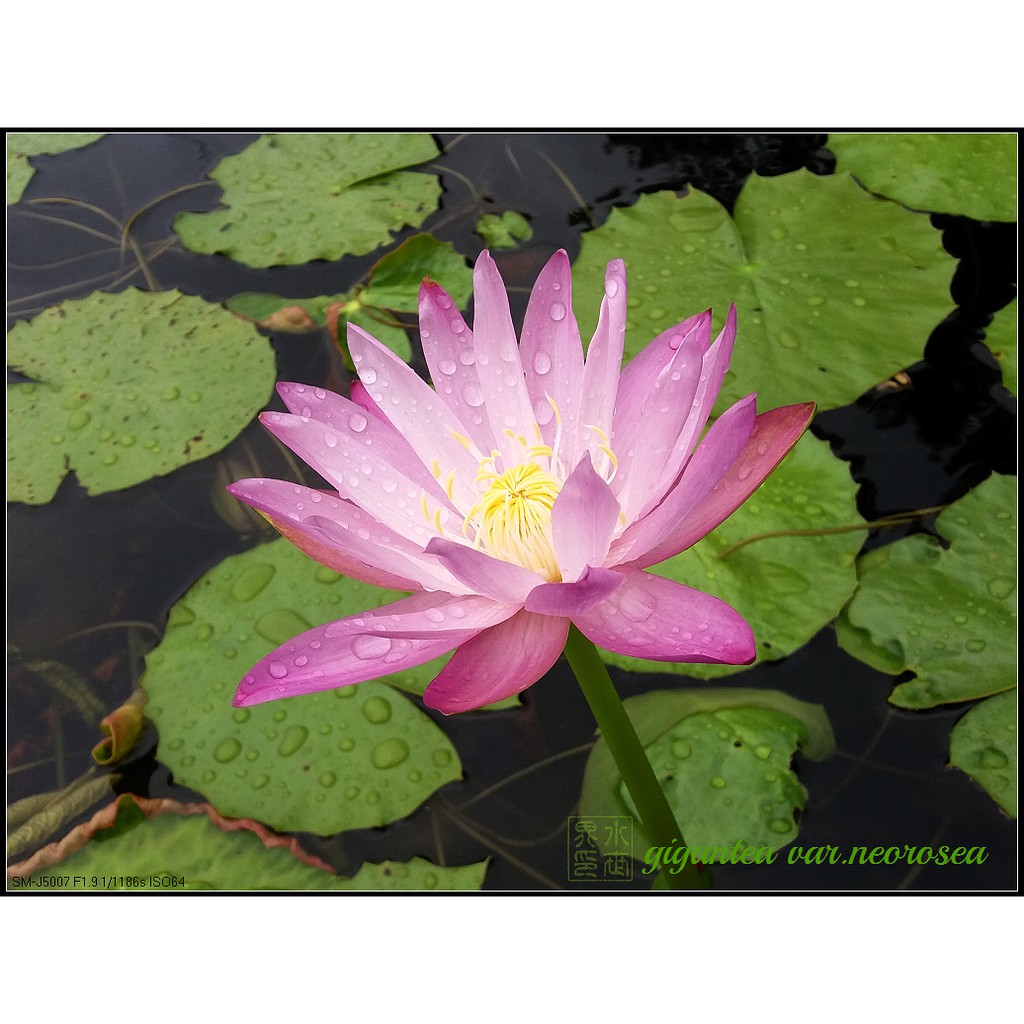 水世界蓮花 珍稀熱帶系澳洲原生巨大粉色睡蓮gigantea Var Neorosea 成株 蝦皮購物