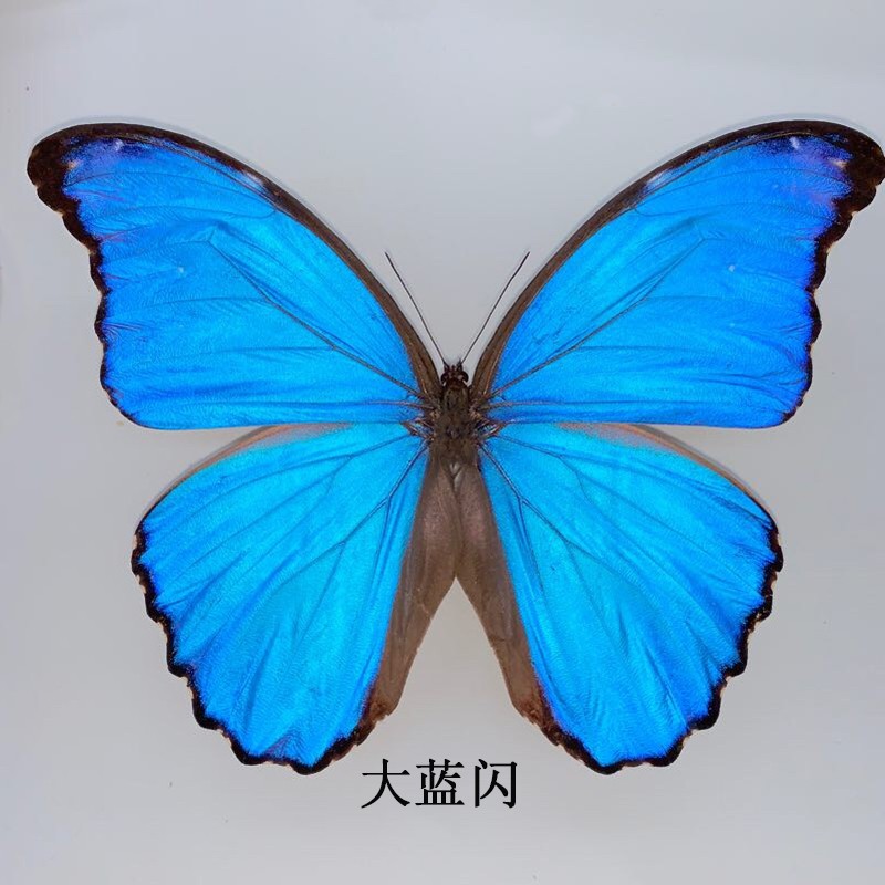 大藍閃蝶歡樂女神蝶閃蝶morpho Didus原蝶標本真蝴蝶標本閃蝶 蝦皮購物