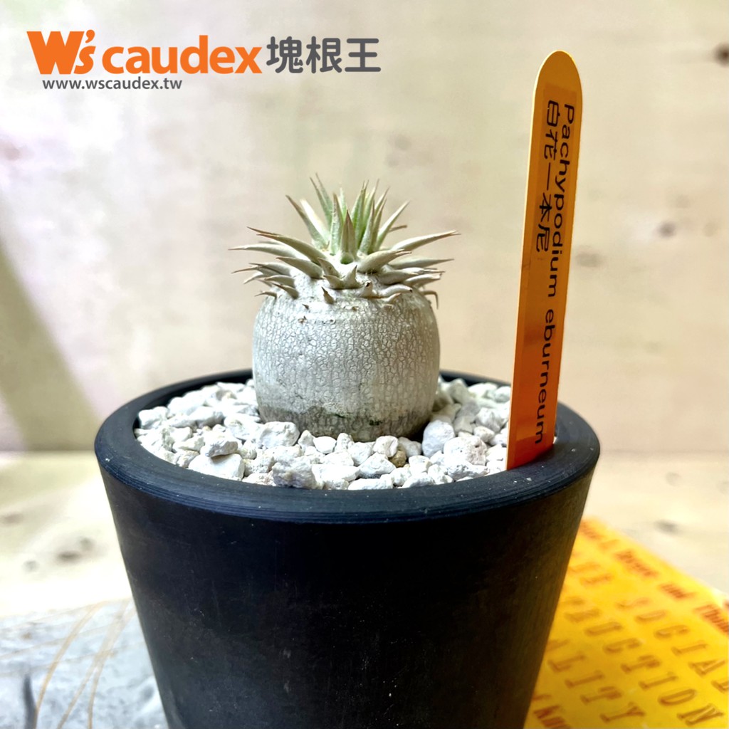 多肉植物pachypodium Eburneum 白花一本尼 蝦皮購物