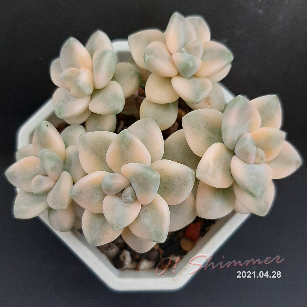 淡雪錦 優惠推薦 21年5月 蝦皮購物台灣