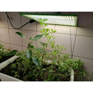 【君沛】燈板 50瓦 吊掛式 植物燈 全光譜 高光效 植物生長燈