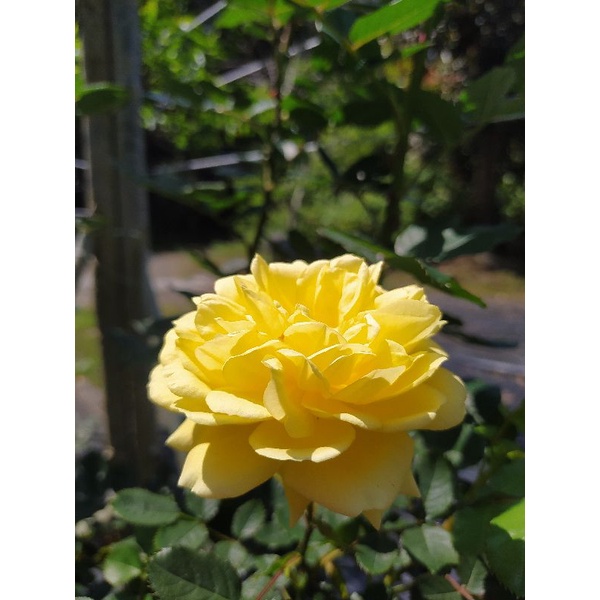 爬藤玫瑰 灌木型 半蔓性玫瑰 ( 浪漫貝爾 玫瑰花苗  玫瑰苗 )黃色 4吋盆