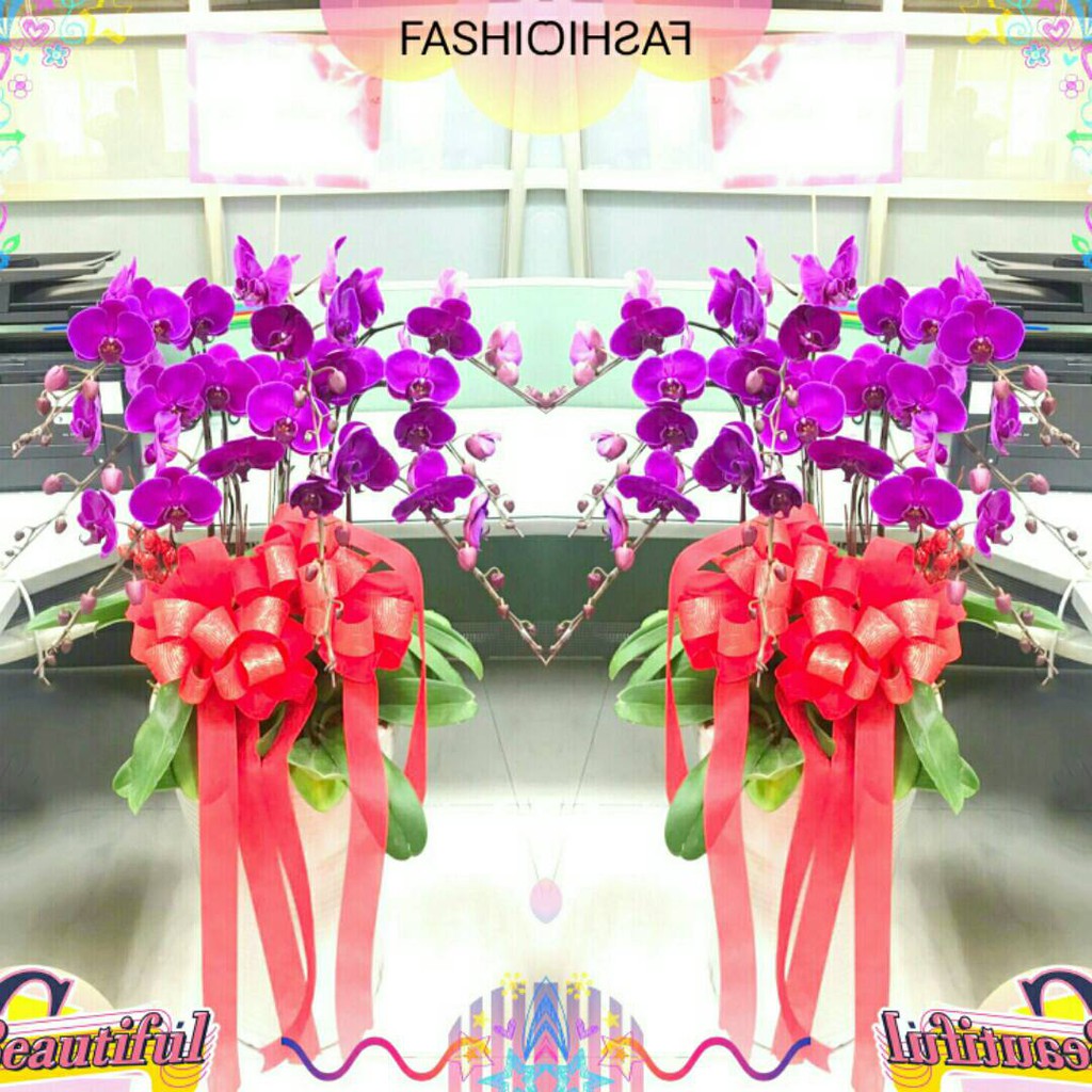 台北 桃園 新竹 Gtco686 高級蝴蝶蘭盆景 8株 A級 1對2盆 專業蘭園 實體花店 專人配送 蝦皮購物