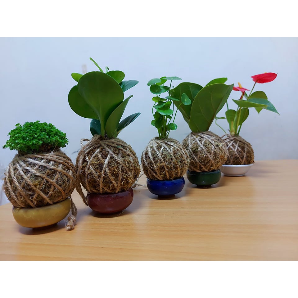 水苔球 Ptt Dcard討論與高評價網拍商品 21年8月 飛比價格