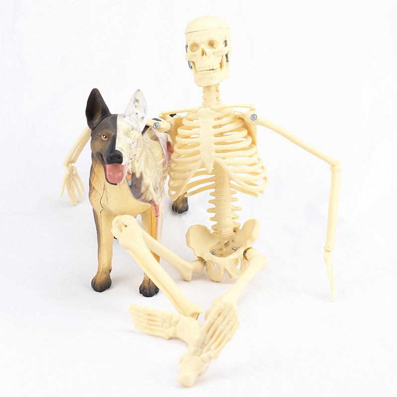 醫學人體模型 45CM 人體骨骼 骨架 教學模型 醫學 美術 骷髏 頭骨 萬聖節 道具 擺飾