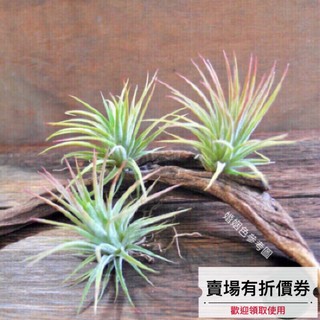 植藝-墨西哥小精靈 ✧易長側芽✧ Tillandsia ionantha 'Mexico' 空氣鳳梨 空鳳 空氣草