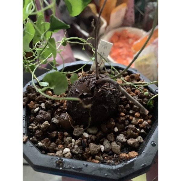 塊根植物（南非龜甲龍）