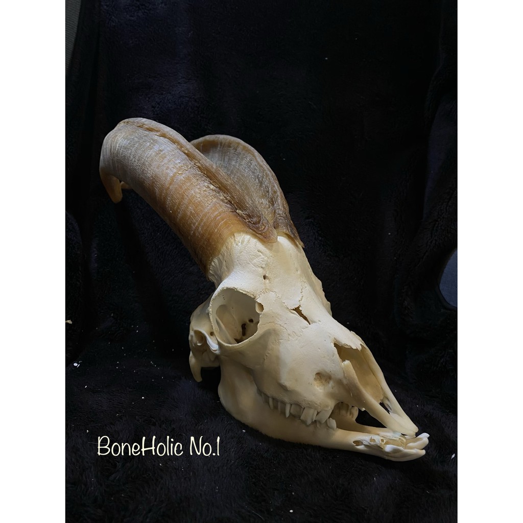 Boneholic 頭骨標本 山羊頭骨 蝦皮購物