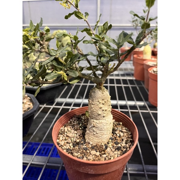 塊根火星人的價格推薦 22年9月 比價比個夠biggo