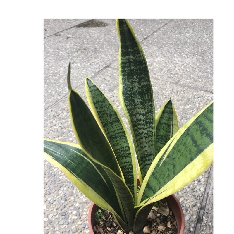 金邊虎尾蘭裸根（10公分以上）淨化空氣長青植物