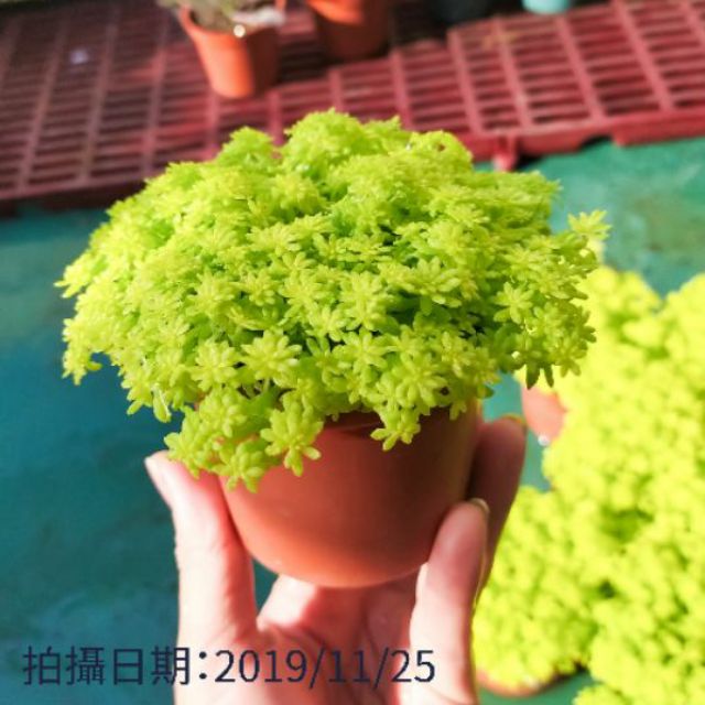 黃金萬年草3吋盆 多肉植物 蝦皮購物