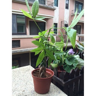 🌲紅舖子 發財樹 馬拉巴慄編織小品 3吋盆栽 辦公室療癒系商品