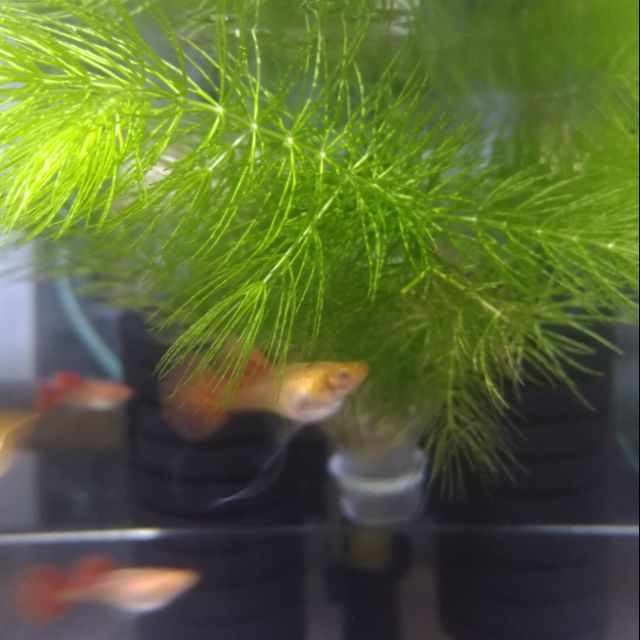 金魚藻 室內戶外好養殖的水草 蝦皮購物