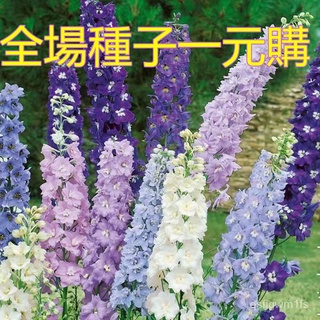 飛燕草 優惠推薦 22年12月 蝦皮購物台灣
