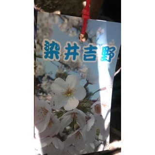 花花世界 落葉喬木 櫻花 墨染櫻 福爾摩沙櫻 天城吉野櫻 鬱金櫻 染井吉野櫻 4吋盆 高25 40cm 蝦皮購物